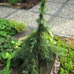 Cedrus deodara 'Feelin' Blue' - 