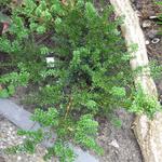 Podocarpus 'Chocolate Box' - 