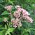 Eupatorium maculatum 'Atropurpureum'