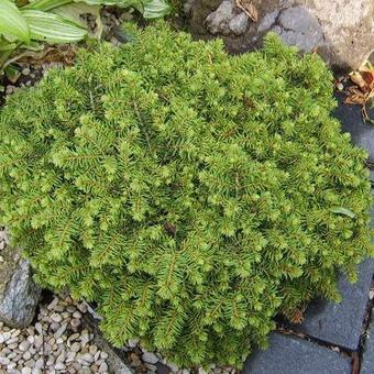 Picea abies 'Little Gem'