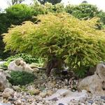 Thuja occidentalis 'Golden Tuffet' - 