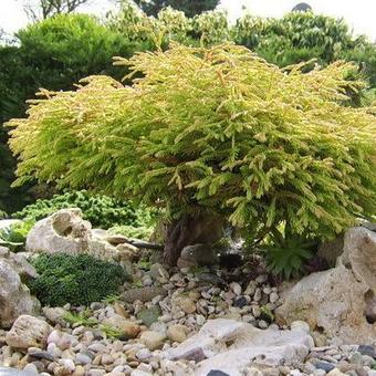 Thuja occidentalis 'Golden Tuffet'