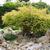 Thuja occidentalis 'Golden Tuffet'