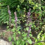 Ocimum basilicum 'Magic Blue' - 