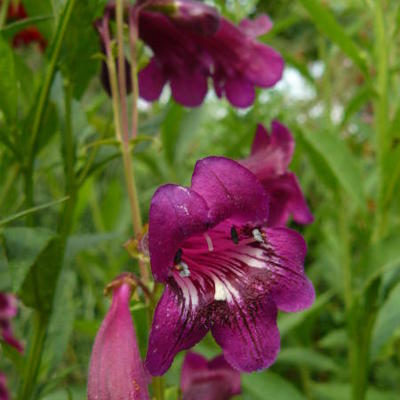 Penstemon 'Pensham Plum Jerkum' - 