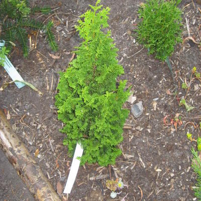 Thuja occidentalis 'Zmatlik'   - 