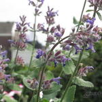 Nepeta grandiflora - 