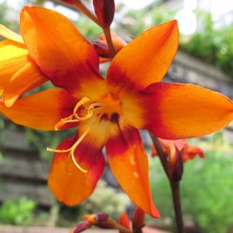 Crocosmia x crocosmiiflora 'Emily McKenzie'