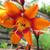 Crocosmia x crocosmiiflora 'Emily McKenzie'