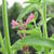 Agastache mexicana 'Red Fortune'