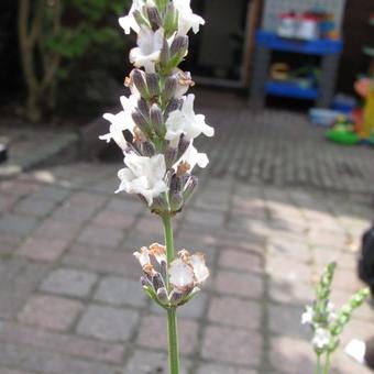 Lavandula x intermedia 'Edelweiss'