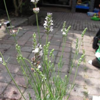 Lavandula x intermedia 'Edelweiss'