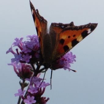 Verbena bonariensis 'Lollipop'