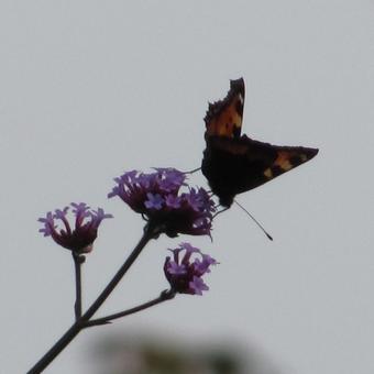 Verbena bonariensis 'Lollipop'