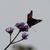 Verbena bonariensis 'Lollipop'