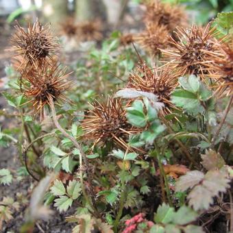 Acaena microphylla 'Kupferteppich'