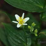 Tricyrtis Lasiocarpa 'Alba' - 