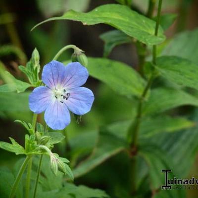 Geranium 'Johnson's Blue' - Geranium 'Johnson's Blue'