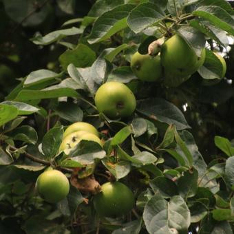 Malus domestica  'Jacques Lebel'