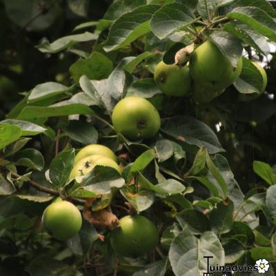 Malus domestica  'Jacques Lebel' - 