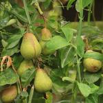 Pyrus communis 'Williams' - Pyrus communis 'Williams'