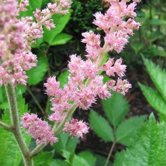 Astilbe chinensis 'Vision in Pink'