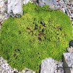 Silene acaulis 'Mount Snowdon' - 