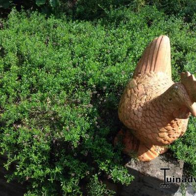 Thymus 'Doone Valley' - 