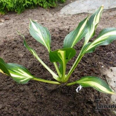 Hosta 'Lakeside Little Tuft' - 