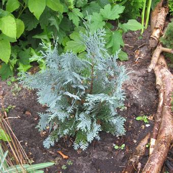 Chamaecyparis lawsoniana 'Pelt's Blue'