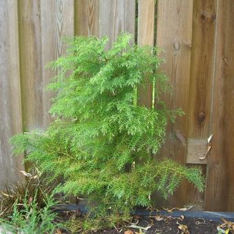 Cryptomeria japonica 'Elegans Viridis'