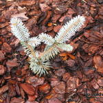 Picea pungens 'Hoopsii' - 