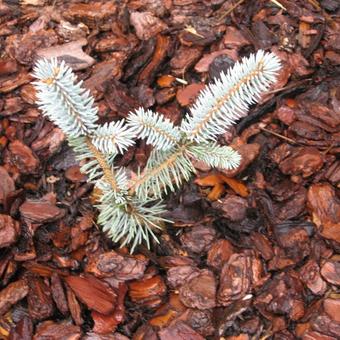 Picea pungens 'Hoopsii'