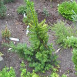 Taxus baccata 'Goud Elsje' - 