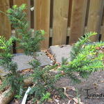 Taxus baccata ‘Dovastonii Aurea’ - 