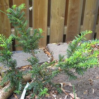 Taxus baccata ‘Dovastonii Aurea’