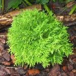 Thuja occidentalis 'Mirjam' - 