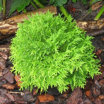 Thuja occidentalis 'Mirjam'