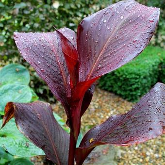 Canna x generalis 'Red Velvet'