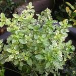 Origanum vulgare 'Panta' - 