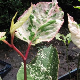 Fallopia japonica 'Variegata'