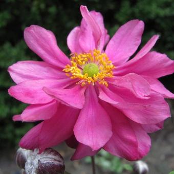 Anemone hupehensis 'PRETTY LADY Julia'