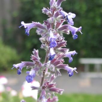 Nepeta grandiflora 'Summer Magic'