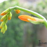 Crocosmia 'John Boots' - 