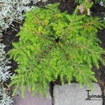 Tsuga canadensis 'Popeleski' - 