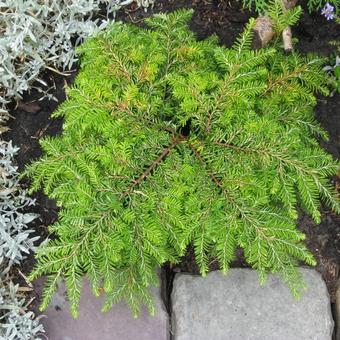 Tsuga canadensis 'Popeleski'