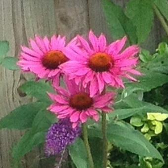 Echinacea purpurea 'Rubinglow'