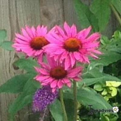 Echinacea purpurea 'Rubinglow' - 