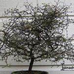 Corokia cotoneaster - 