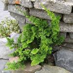 Chamaecyparis obtusa 'Teddy Bear' - 